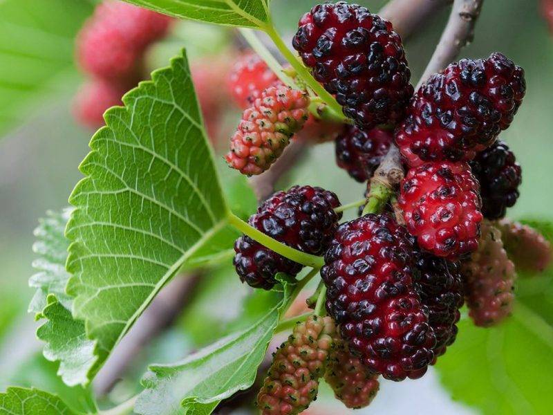 Шелковица купить саженцы из питомнике в Санкт-Петербурге