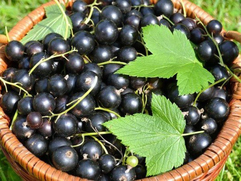 Смородина купить саженцы из питомника в Санкт-Петербурге