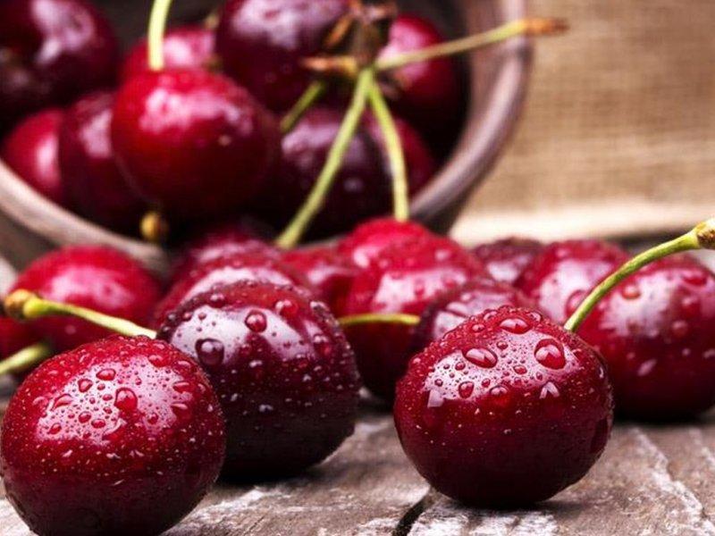 Вишня купить саженцы из питомника в Санкт-Петербурге