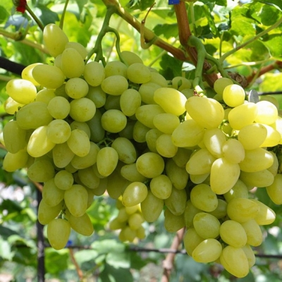 Виноград"БОЖЕНА"